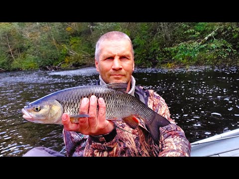 Видео: Река Паша. Быстрая вода, пороги и голавли.