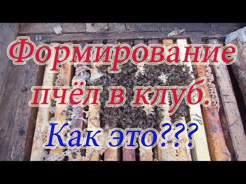 Видео: РАСПОЛОЖЕНИЕ КЛУБА ПЧЁЛ ПЕРЕД ЗИМОВКОЙ у пчёл, а также не стандартные ситуации. Beekeeping.🔥