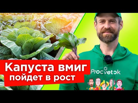 Видео: КАПУСТА БУДЕТ РАСТИ КАК СУМАСШЕДШАЯ! Первая подкормка капусты и другие секреты выращивания