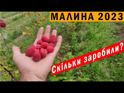 Видео: СЕЗОН МАЛИНИ 2023😥Який можливий заробіток?🤔