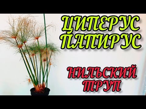 Видео: ЦИПЕРУС ПАПИРУС НИЛЬСКИЙ ПОПЫТКА НОМЕР 3 ЖИВОЙ ТРУП