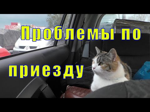 Видео: КОШКА ПУТЕШЕСТВЕННИЦА /ПРОБЛЕМА С МАШИНОЙ /03 июня 2023