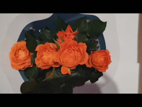 Видео: Комнатные цветы. Как спасти миниатюрную розу из магазина.