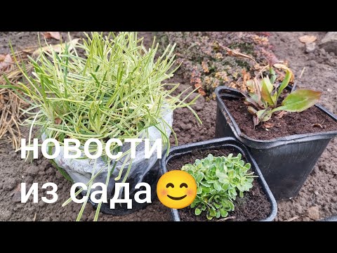 Видео: Прогулочка - болталочка#новинки с WB