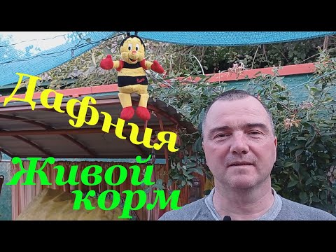 Видео: Живая дафния Корм для аквариумных рыбок Кормление рыбок