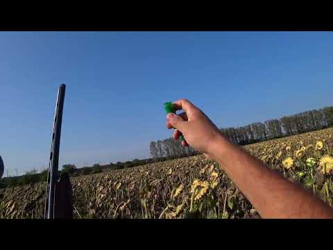 Видео: Охота на голубя !!!!!тестим дробь !!!!