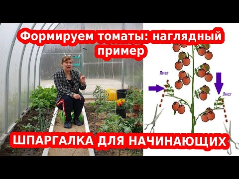 Видео: Формировка томатов — правильно, легко и просто. Пример на схеме