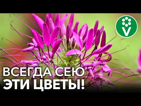 Видео: ЛУЧШИЕ ОДНОЛЕТНИЕ ЦВЕТЫ, которые цветут все лето и не требуют особого ухода. Выбор биолога