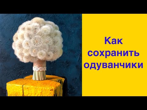 Видео: Как сохранить одуванчики