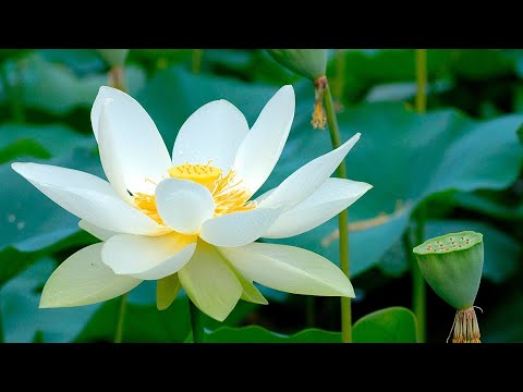 Видео: Божественный Рай