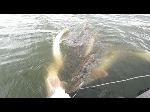 Видео: Жор Щуки в Августе. Самая лучшая рыбалка.