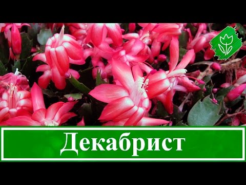 Видео: Уход за декабристом в домашних условиях | Флористикс Инфо
