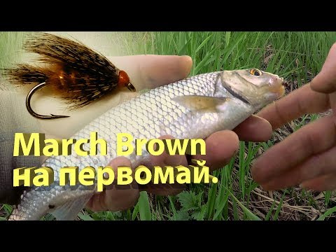 Видео: Мушка March Brown на первомай. Ловля мокрой мушкой с берега . / fly fishing march brown wet fly