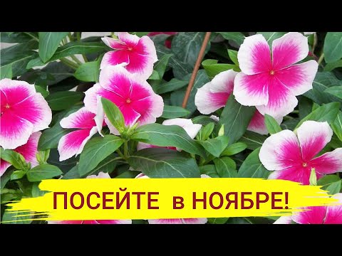 Видео: ПОСЕЙТЕ ЭТИ ЦВЕТЫ в НОЯБРЕ на РАССАДУ! Они будут обильно цвести все лето!