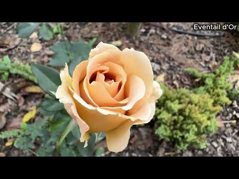 Видео: Розы японской селекции цветут 02 ноября 2025 г.