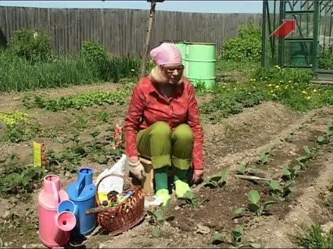 Видео: Лучки пучки.  Серия 146.  Уход за капустой.