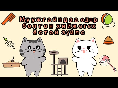 Видео: Муужгайндаа өдөр болгон хийж өгөх ёстой зүйлс