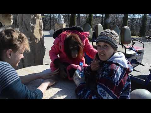 Видео: Орангутан ДАНА -ЗВЕЗДА  ТАЙГАНА !!!