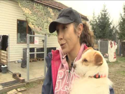 Видео: Приют за кучета в с. Кривина
