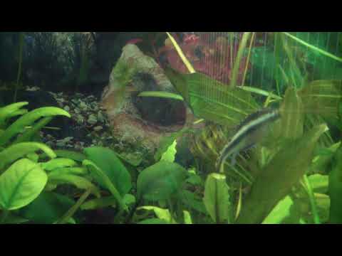 Видео: Пельвикахромис пульхер, крибенсис или рыбка попугайчик.