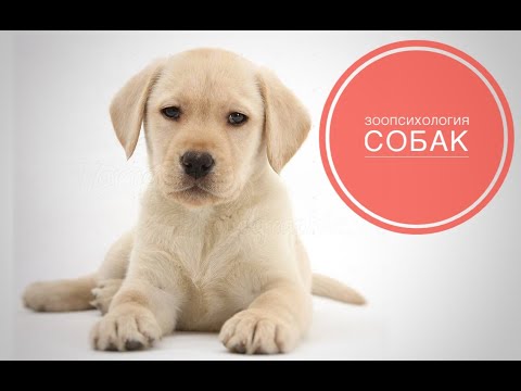 Видео: Зоопсихология собак
