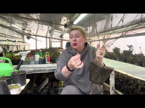 Видео: Когда можно высаживать любые растения. А зимой можно?