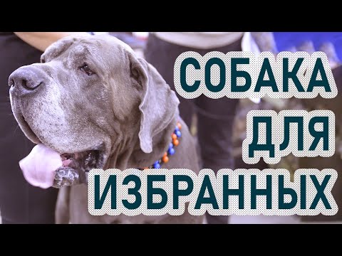 Видео: Королевский немецкий дог голубого окраса