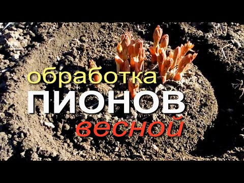 Видео: ГОТОВИМ ПИОНЫ К ОБИЛЬНОМУ ЦВЕТЕНИЮ! Советы от ЗЕЛЕНОГО ОГОРОДА!