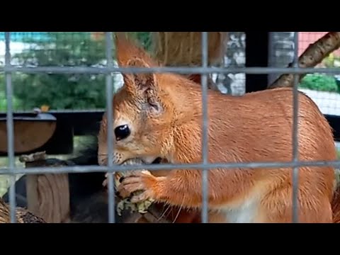 Видео: Навестила старых знакомых🌞🍂🍁🍃😋🌰🐿❤ #настроениеосень #белочка #squirrel 