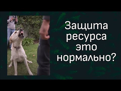 Видео: Почему лабрадор укусил Цезаря? Разбор видео.
