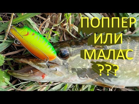 Видео: 🔥 ПОППЕР или МАЛАС (часть 1)? Два легендарных воблера, какой выберет щука? Рыбалка на топвотеры 🔥