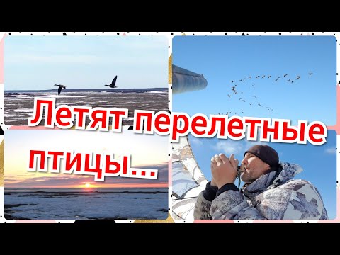 Видео: Охота на гуся. Летят перелетные птицы....
