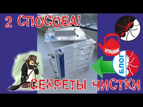 Видео: Муравьи и формикарий. Два способа сделать уборку. Messor structor