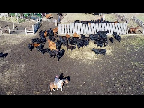 Видео: Настоящее разведение крупного рогатого скота!