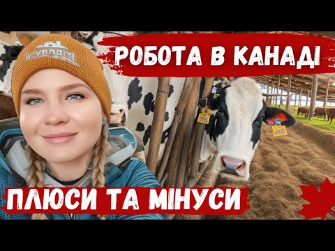 Видео: ВСЯ ПРАВДА ПРО РОБОТУ НА МОЛОЧНІЙ ФЕРМІ В КАНАДІ