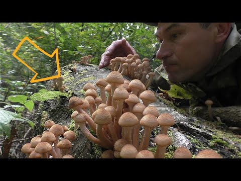 Видео: ЗАГЛЯНУЛ В ГЛУБЬ ЛЕСА,  А ТАААМ СКАЗОЧНЫЕ ГРИБЫ! MUSHROOMS AND FOREST