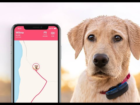 Видео: Обзор GPS/GSM трекера для домашних животных Tractive.