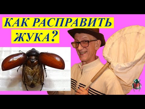 Видео: Как Смонтировать Жука Носорога Правильно? Школа Энтомолога.