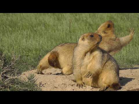 Видео: Наурзумский заповедник.  Хроника 2013