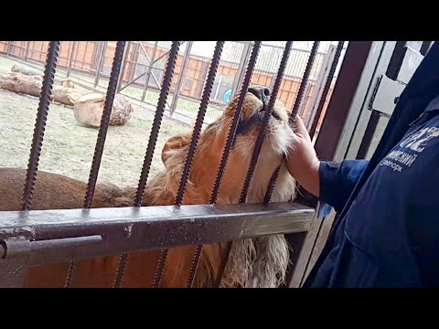 Видео: Лев ШЕРХАН и его любимый папа АЛЕКСАНДР.  Смехопанорама, а не обед. (2 выпуск)