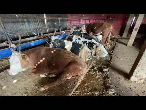 Видео: Откорм бычков. Кормушки.