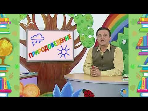 Видео: Школа Шишкиного Леса. Природоведение. Зеленушка