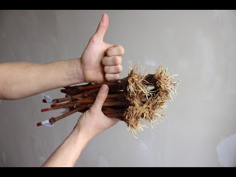 Видео: Укоренение черенков винограда 2018. Clonex gel новый взгляд на применение.