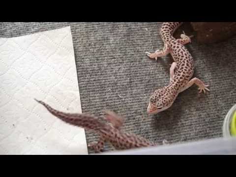 Видео: Разведение и содержание пятнистых эублефаров в домашних условиях