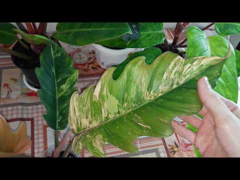 Видео: Филодендроны после пересадки