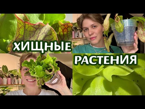 Видео: ХИЩНЫЕ РАСТЕНИЯ | Жирянки, Росянки, Непентосы | Особенности УХОДА