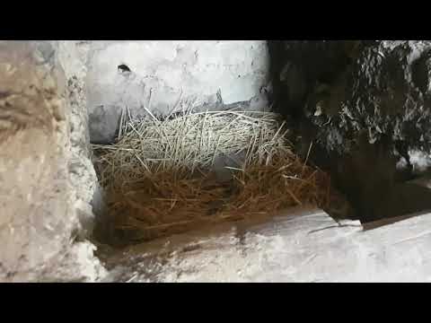 Видео: Самый бюджетный вариант разведения гусей