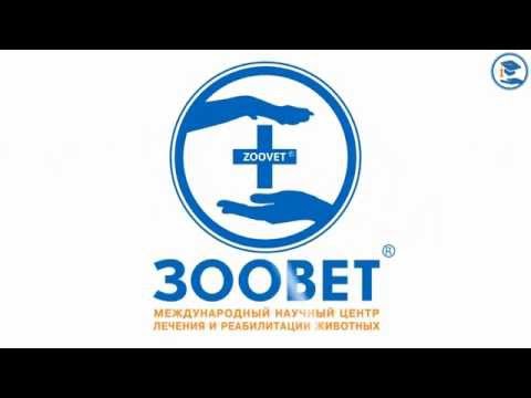 Видео: «Вирус лейкемии и вирус иммунодефицита кошек как этиологические факторы лимфомы», К. В. Лисицкая