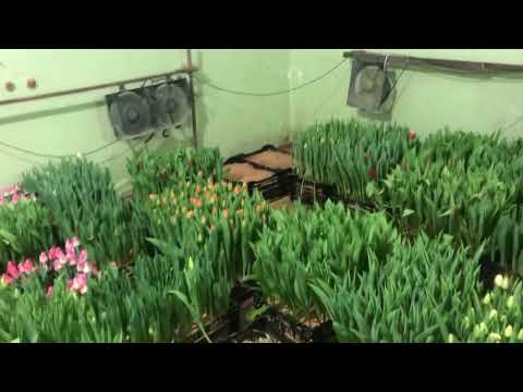 Видео: Выгонка Тюльпанов на 8 марта. Дорос до 40 тысяч