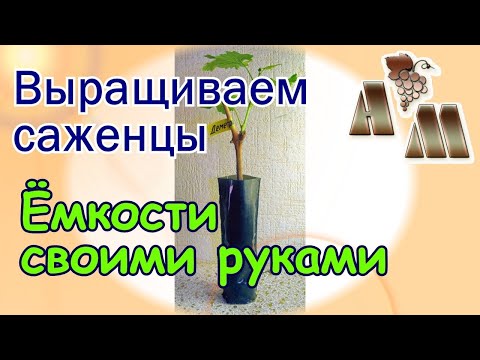 Видео: 🍇 Ёмкости (контейнеры) для выращивания саженцев винограда - 2. Как сделать?